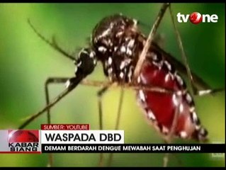 Waspada DBD di Musim Penghujan