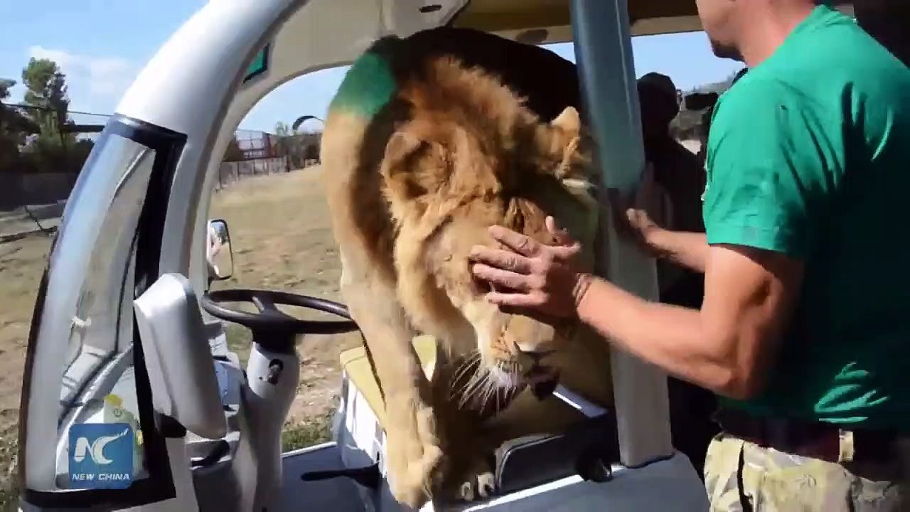 Un lion rentre dans la voiture de touristes dans un zoo !