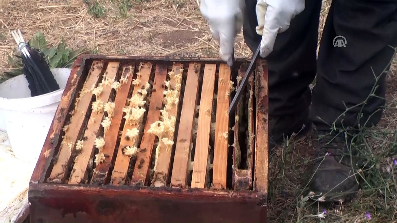 Muş'ta bal üretimi