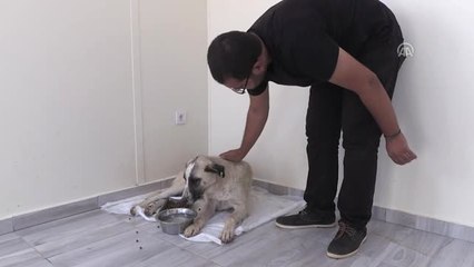 Tüfekle Vurulan Köpek Tedavi Altına Alındı