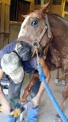 Atın teşekkür etme şekli