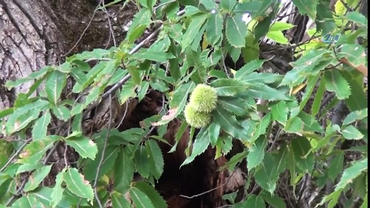Tarihin Sessiz Tanığı...1000 Yıllık Kestane Ağacı Turistlerin Gözdesi Oldu