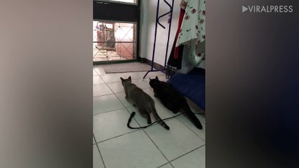 Dopey Cat Runs Into Door