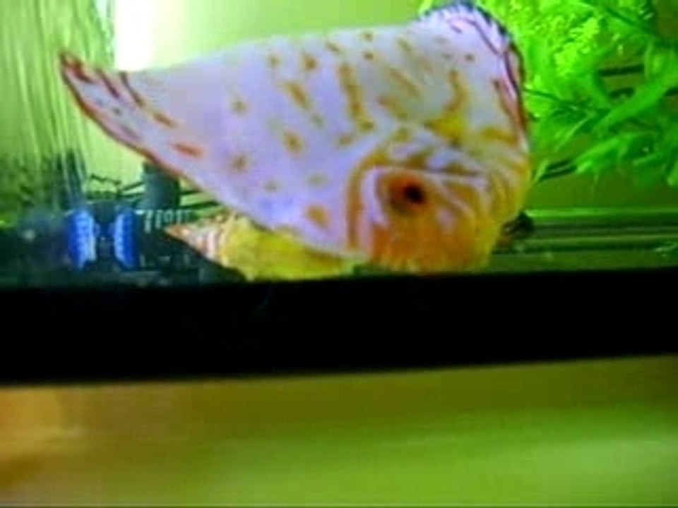 Discus Gwenn Ponte