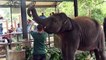 Alimentation au lait d'éléphants en Sri Lanka
