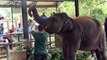 Alimentation au lait d'éléphants en Sri Lanka