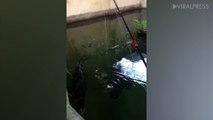 Carp Snaps At Fishing Rod