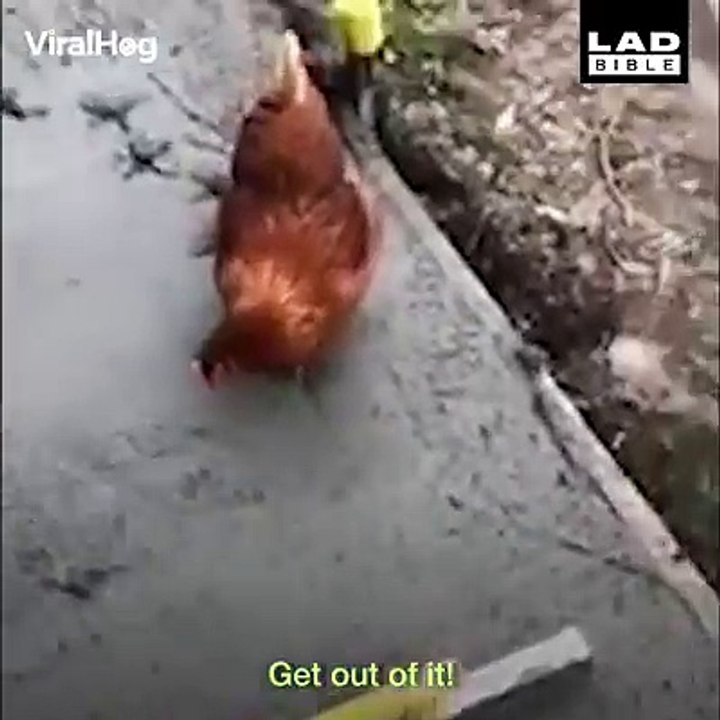 "Why did the chicken cross the wet cement?" 