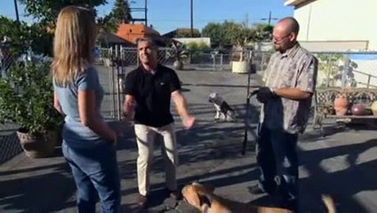 Dog Whisperer S03E14