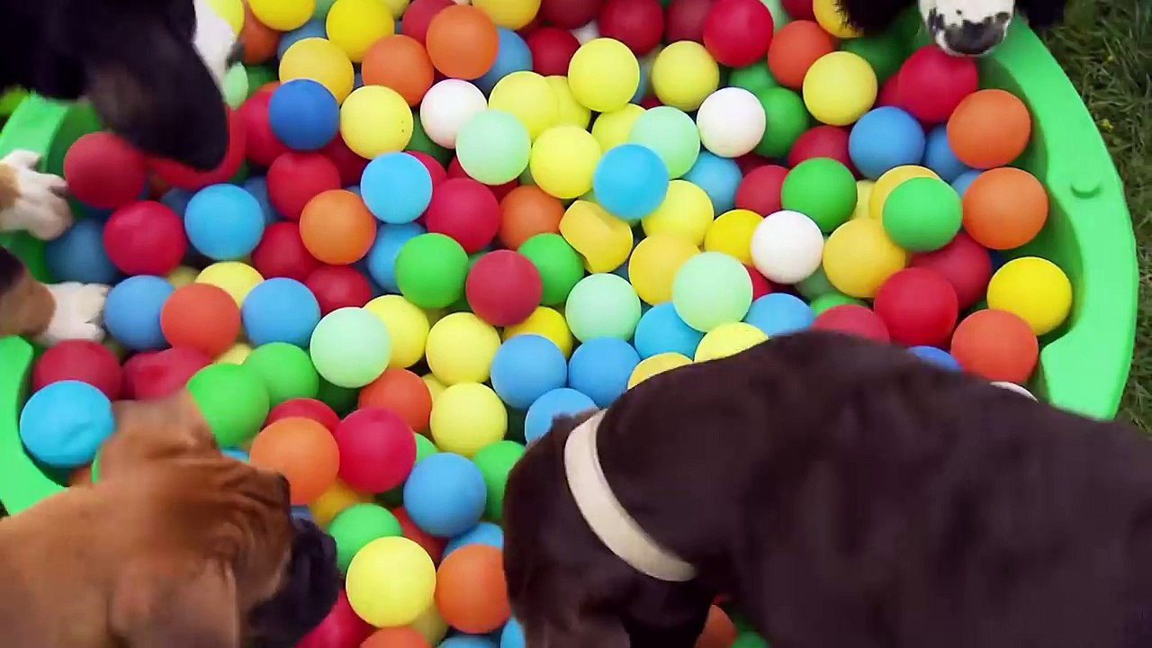 Ein Tag in der Hundeschule | Information für Kinder | Anna und die Haustiere