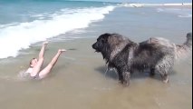 Un chien sort une petite fille de l'eau en Normandie