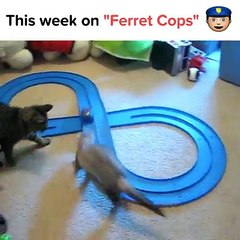 To be fair it's pretty hard to take this ferret seriously without his little siren hat on.Get the Waggle app today (your pet will thank you):