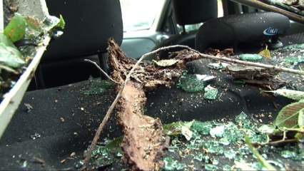 50 yıllık ağaç şiddetli dolu yağışı sonrası yerinden söküldü