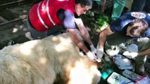 Former Circus Bear Can't Believe It When He Sees His Sprawling New Home