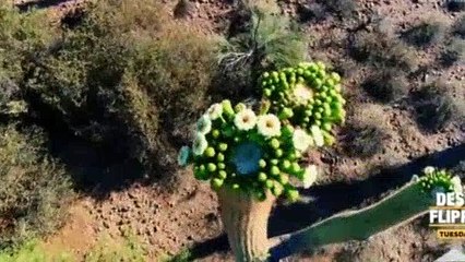 Tiny Paradise - S02 E09 - Tiny Desert Paradise