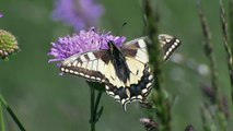 Common yellow swallowtail (Papilio machaon)