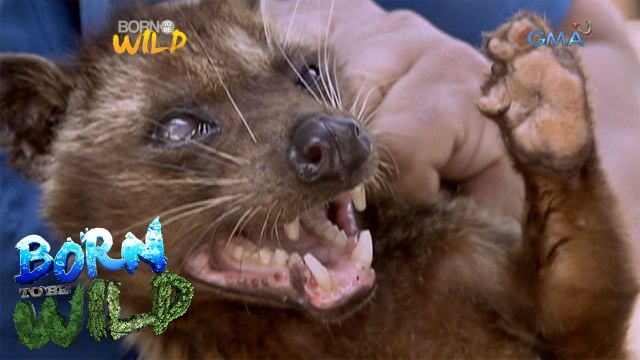 Born to Be Wild: Doc Nielsen treats an injured civet cat