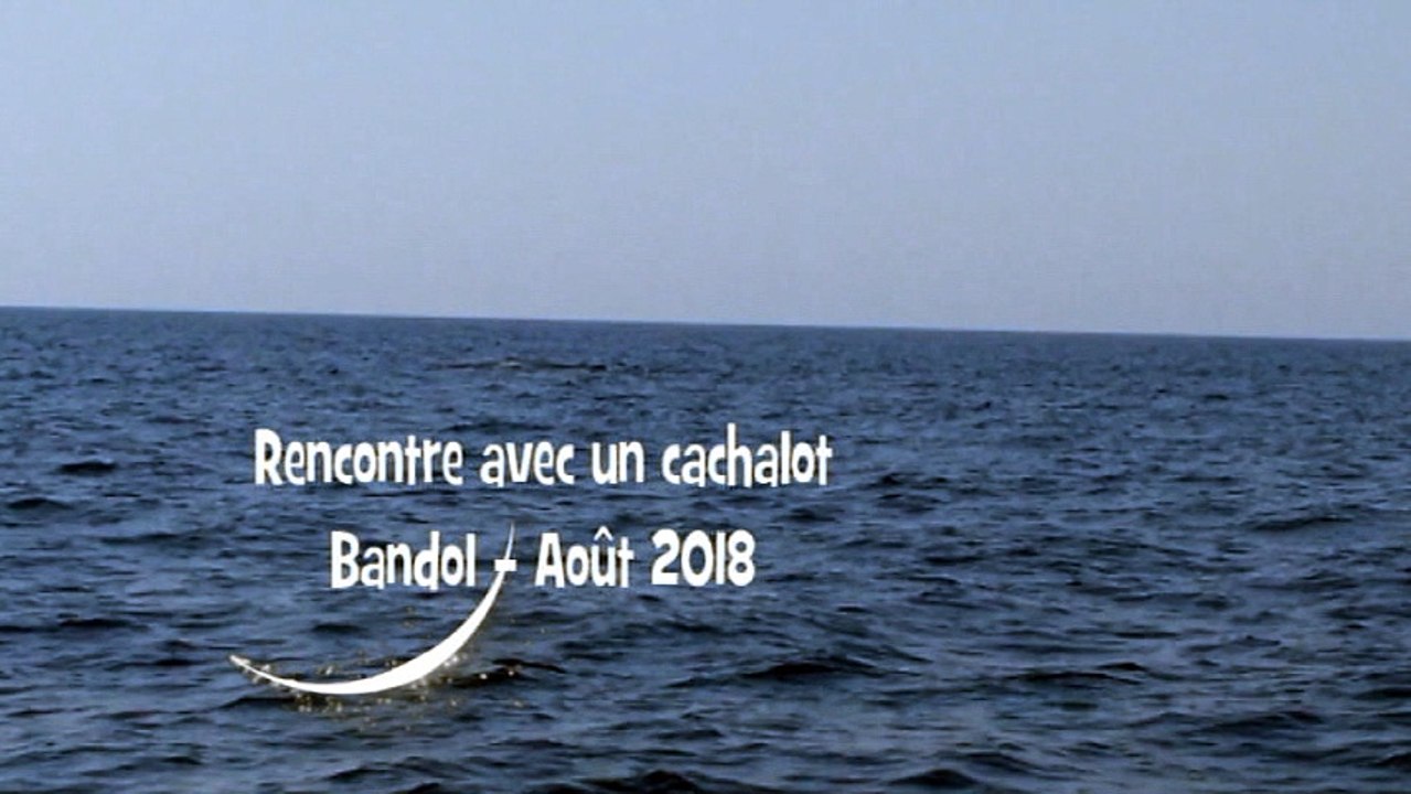 Rencontre avec un cachalot