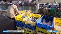 Pêche : les coquilles Saint-Jacques de la discorde