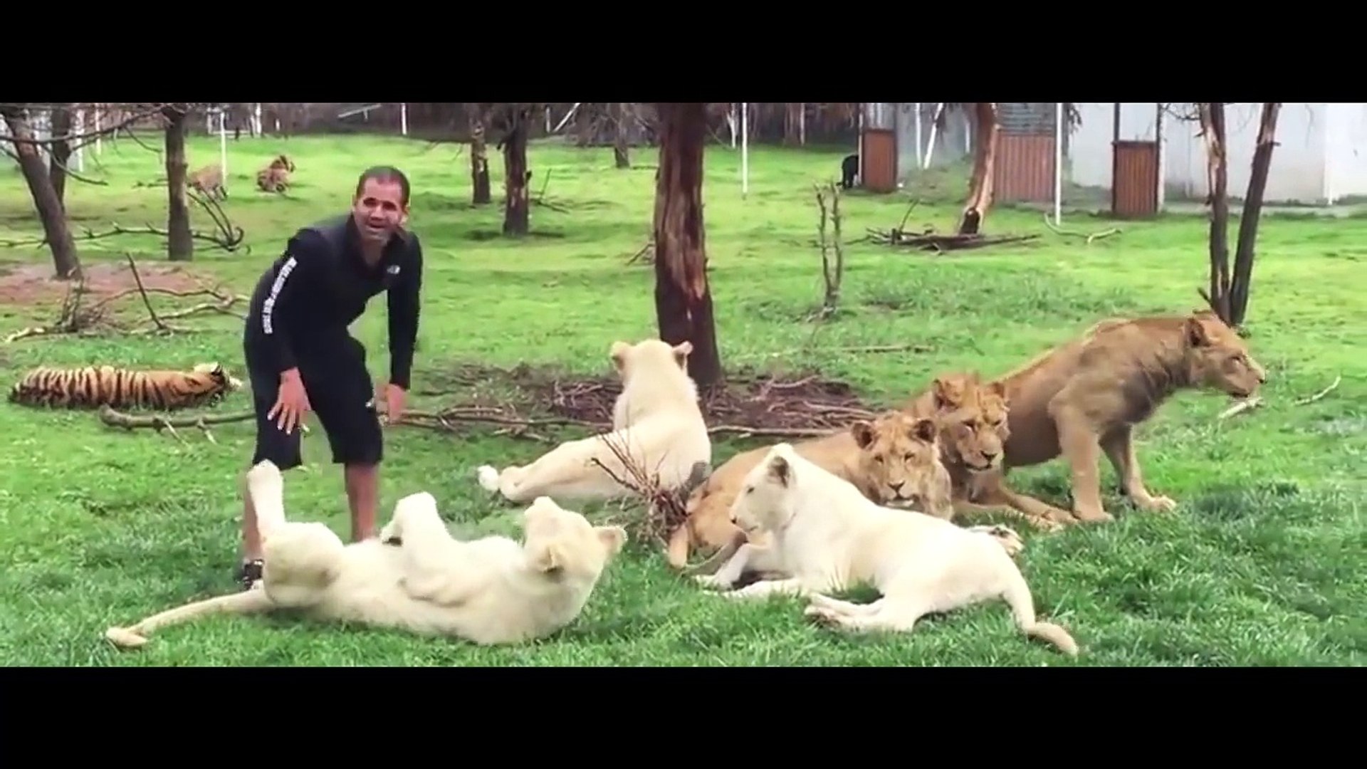 40 Chiens Sauvés En Bretagne Prochainement à Ladoption