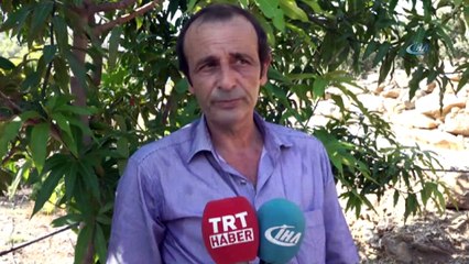 - Alanya’da mango hasadı başladı