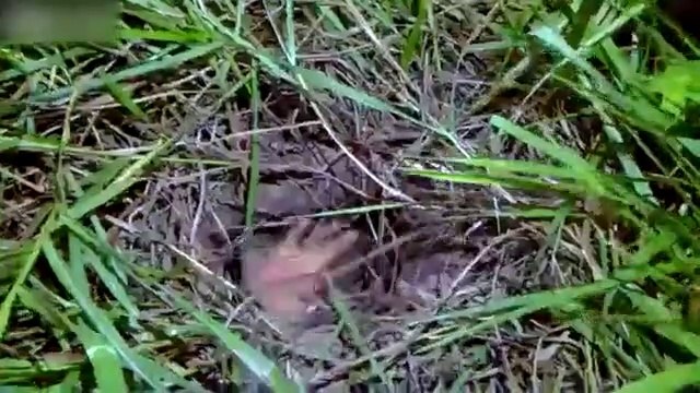 Des policiers retrouvent un prisonnier en fuite enterré dans la boue