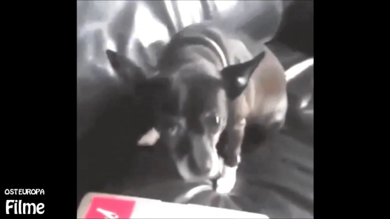 Hund masturbiert auf dem Laptop video Dailymotion