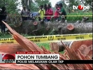 Polisi Lakukan Olah TKP Lanjutan Pohon Tumbang