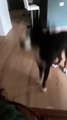 Dog Jumps in Excitement at Being Kissed by Owner