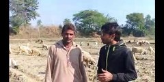 GOAT FARMING IN PAKISTAN