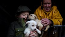 Tratta di cuccioli, sgominata banda internazionale