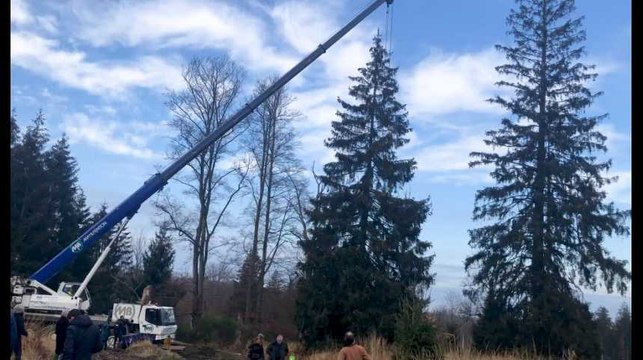 Le sapin de Noël qui trônera sur la Grand-Place de Bruxelles a été coupé à Baelen