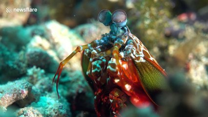 What an eyeful! This mantis shrimp must have the best vision in the world