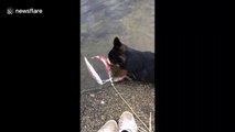 Dog gets fright of his life when fish fights back