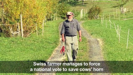 Swiss farmer's quest to save cow horns goes to vote