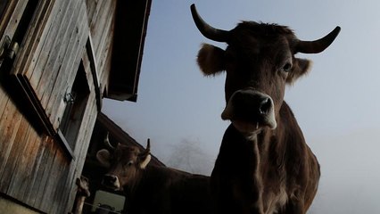 Votation en Suisse : pour ou contre les vaches à cornes ?