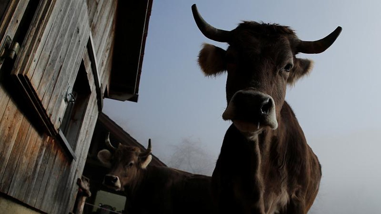 Votation en Suisse : pour ou contre les vaches à cornes ?