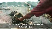 Dead whale in Indonesia found with 6kg of plastic in its stomach