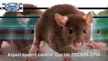 Mice Rats Rodent Control Holiday City Silver Ridge Park NJ 732-504-3758 Ozane.com