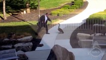Goose chasing people - funny geese attack compilation