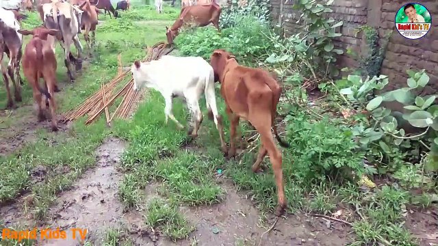 Kids Cow Videos - Kids Cow Video With Mooing Sound Without Music - Kids Cow Videos for Kids & Parent