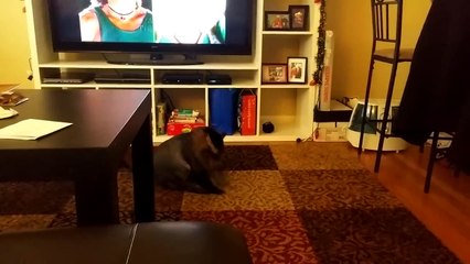 FUNNY ANIMALS of 2018 - Try Not To Laugh Challenge March - April - Funniest Pet Videos