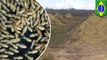 Massive ancient termite mounds the size of Britain found in Brazil