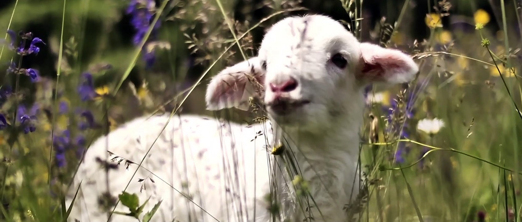 La maison que Jack a construite Bande-annonce VO (Thriller 2018) Matt Dillon, Bruno Ganz