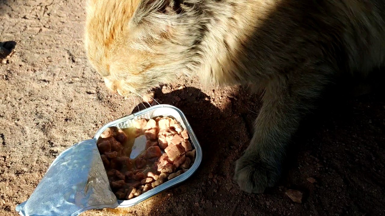 Chat affamé de la rue [La vie de chat dans la rue]