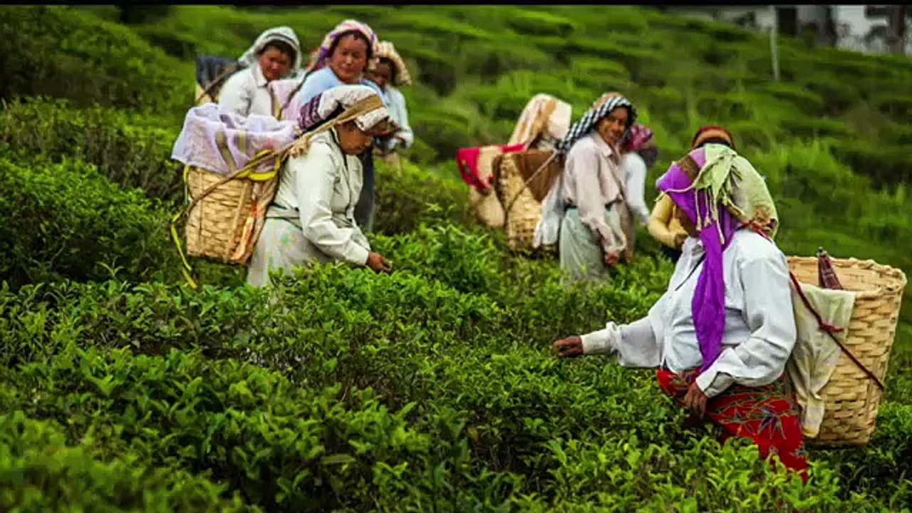 Darjeeling Organic Tea Estates - DOTEPL | Organ...