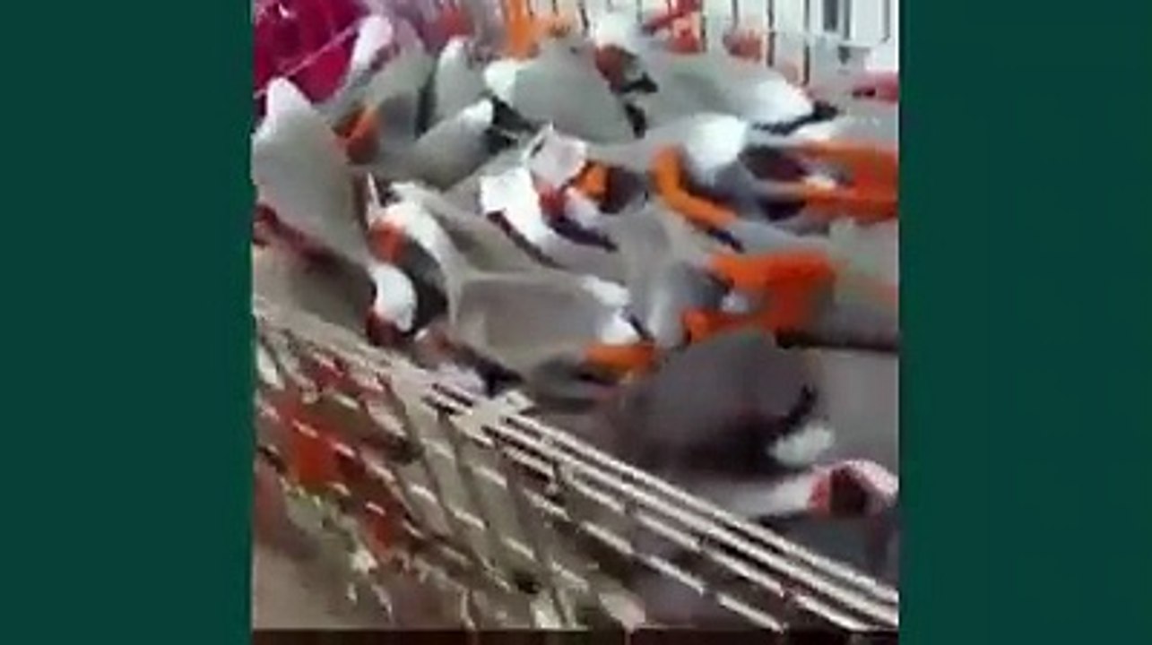 Amazing video of  unbelievable pigeon escaped from coming down truck on road