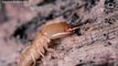 Termites Have Been Building Mounds in Brazil For 4,000 years,