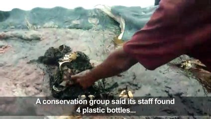 Dead whale in Indonesia found with 6kg of plastic in its stomach