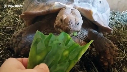 Herbie the greedy tortoise devours cactus leaf
